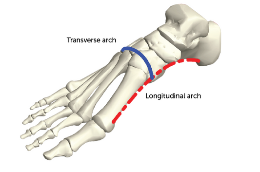 The Hidden Transverse Arch's Impact on Comfort